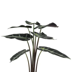 Alocasia × amazonica 'Polly'