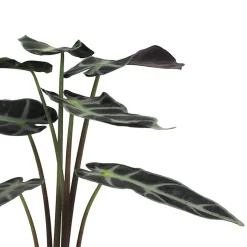 Alocasia × amazonica 'Polly'