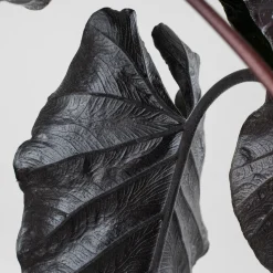 Alocasia 'Antoro Velvet'