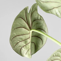 Alocasia 'Silver Dragon'