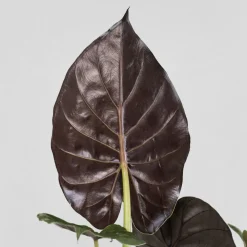 Alocasia wentii