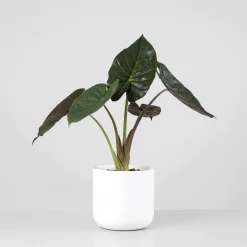 Alocasia wentii