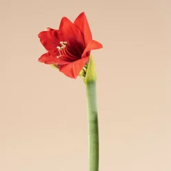 Amarilis (hippeastrum)