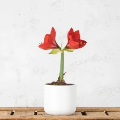Amarilis (hippeastrum)