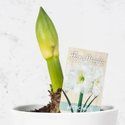 Amarilis (hippeastrum)