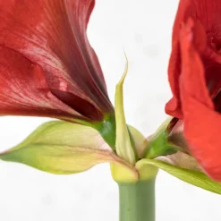 Amarilis (hippeastrum)