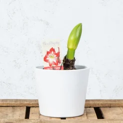 Amarilis (hippeastrum)