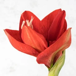 Amarilis (hippeastrum)