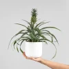 Ananas comosus 'Corona' (Planta de la Piña)