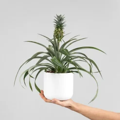 Ananas comosus 'Corona' (Planta de la Piña)