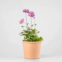 Anemone hupehensis (Anémona del Japón)