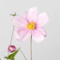 Anemone hupehensis (Anémona del Japón)