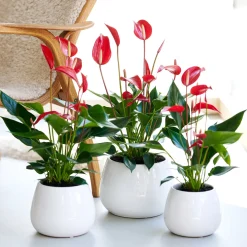 Anthurium 'Banderola Roja'