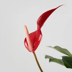 Anthurium 'Banderola Roja'