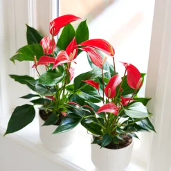 Anthurium 'Banderola Roja'