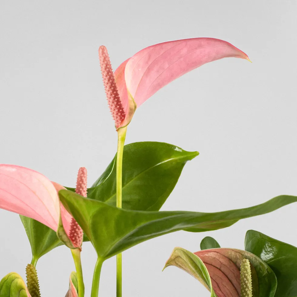 Anthurium 'Joli Pink' Karma®
