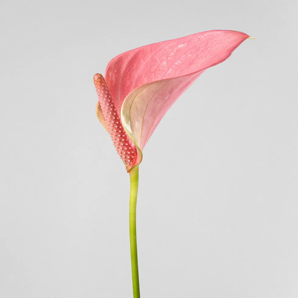 Anthurium 'Joli Pink' Karma®