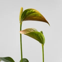 Anthurium 'Joli Pink' Karma®
