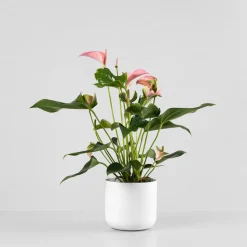 Anthurium 'Joli Pink' Karma®