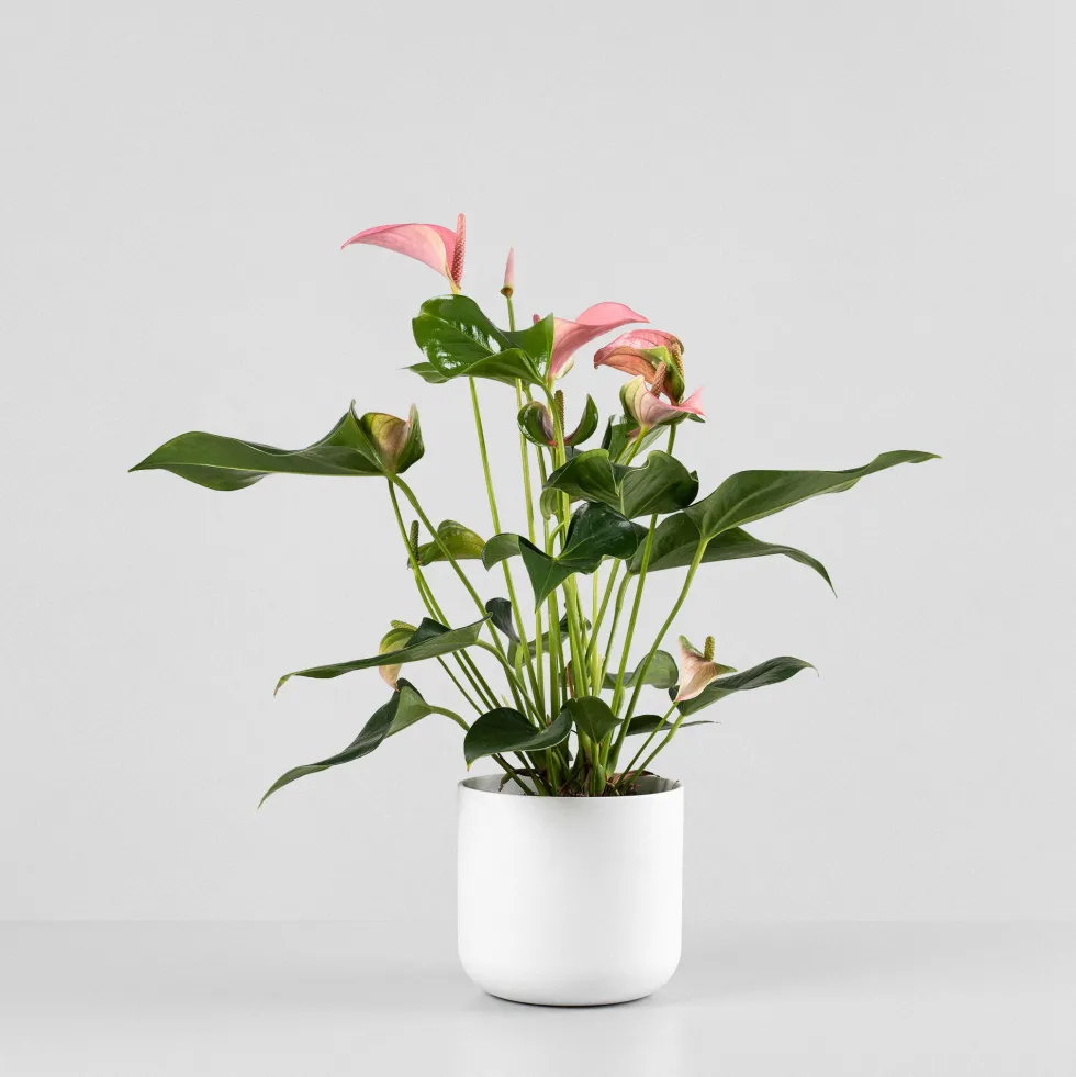 Anthurium 'Joli Pink' Karma®