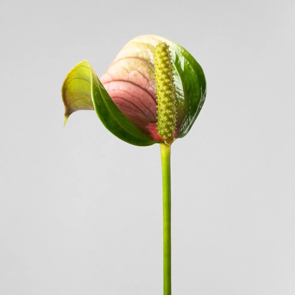 Anthurium 'Joli Pink' Karma®