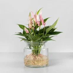Anthurium 'Lilli' (Hidropónica)