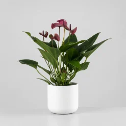 Anthurium morado Karma®