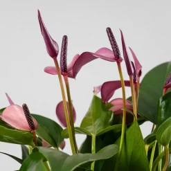 Anthurium 'Zizou'