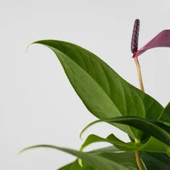 Anthurium 'Zizou'