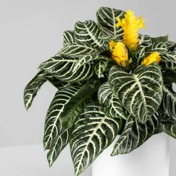 Aphelandra squarrosa 'Dania'