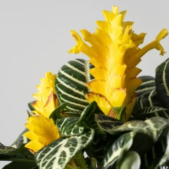 Aphelandra squarrosa 'Dania'
