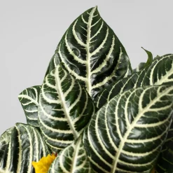 Aphelandra squarrosa 'Dania'