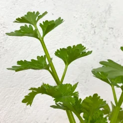 Apio (Apium graveolens) - Planta de huerto