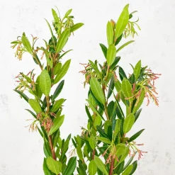 Arbutus unedo (Madroño)