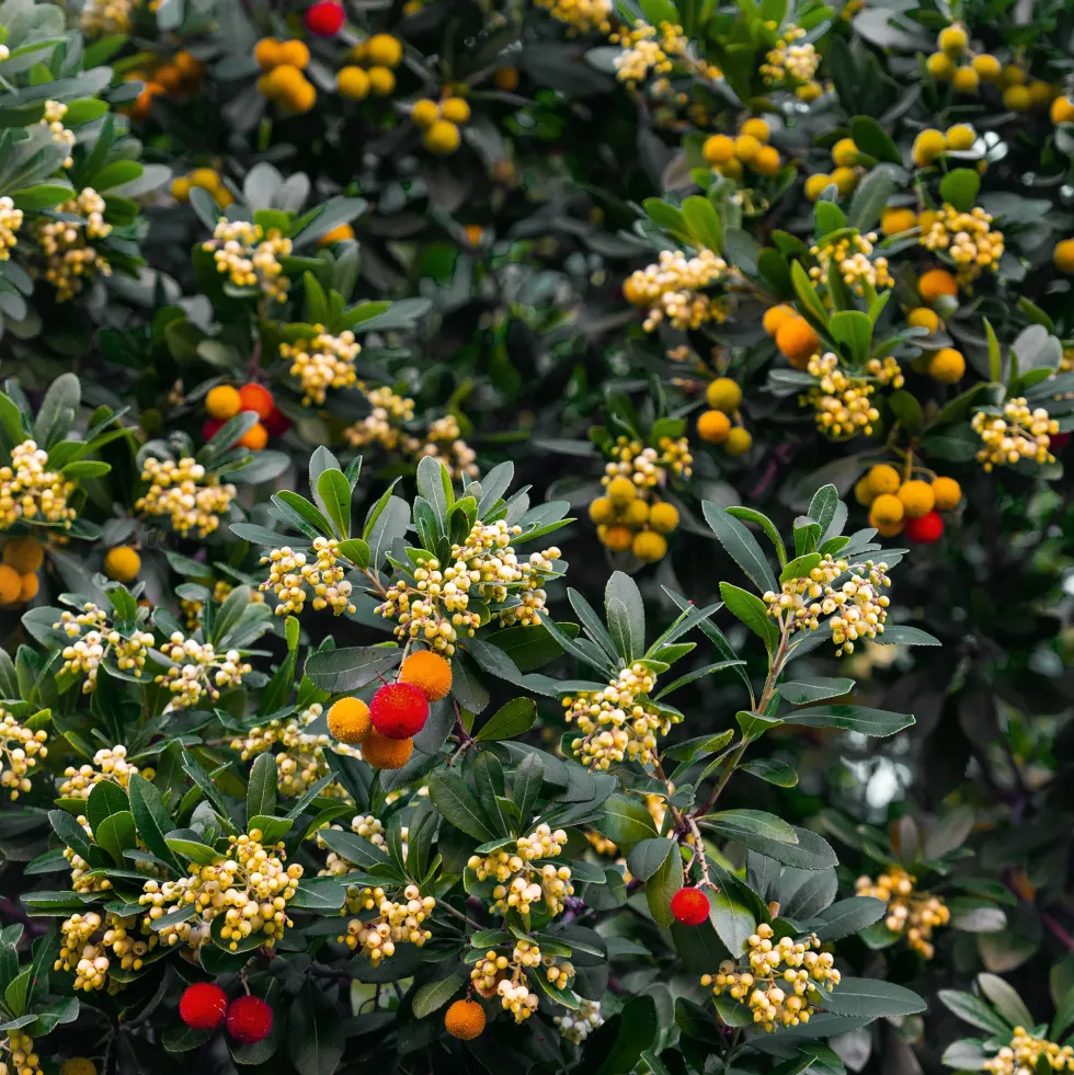 Arbutus unedo (Madroño)