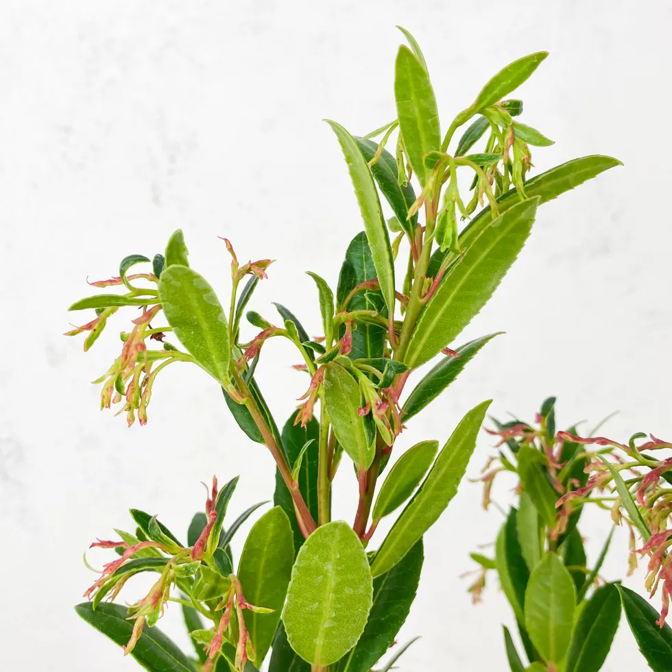 Arbutus unedo (Madroño)