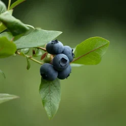 Arándano azul (Vaccinium corymbosum) 'Goldtraube'