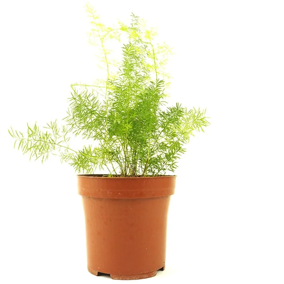 Asparagus densiflorus 'Myersii' (Esparraguera sudafricana)