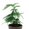 Asparagus setaceus (Esparraguera plumosa)