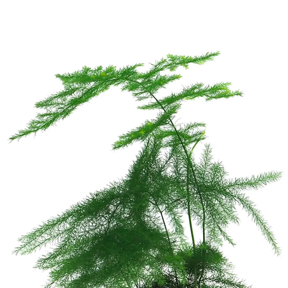 Asparagus setaceus (Esparraguera plumosa)