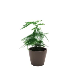 Asparagus setaceus (Esparraguera plumosa)