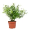 Asparagus sprengeri (Esparraguera de jardín)