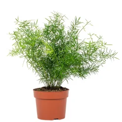 Asparagus sprengeri (Esparraguera de jardín)
