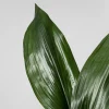 Aspidistra