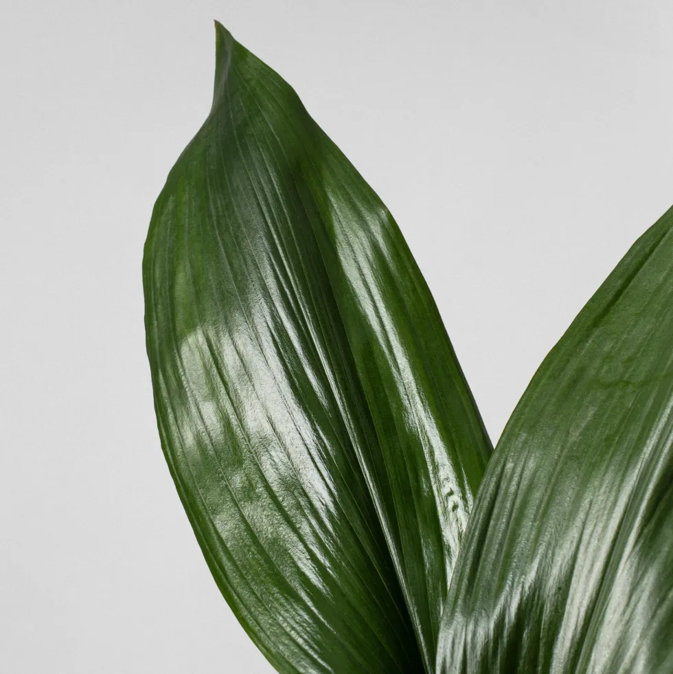 Aspidistra