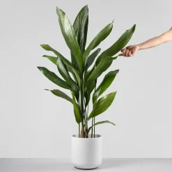 Aspidistra