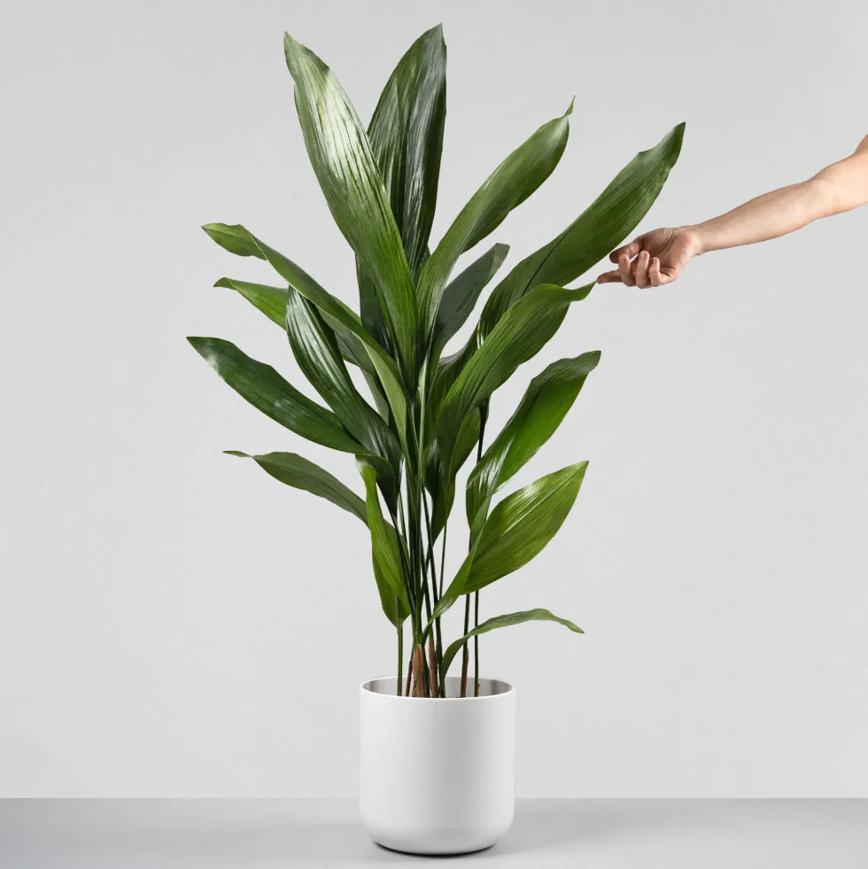 Aspidistra