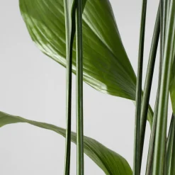 Aspidistra