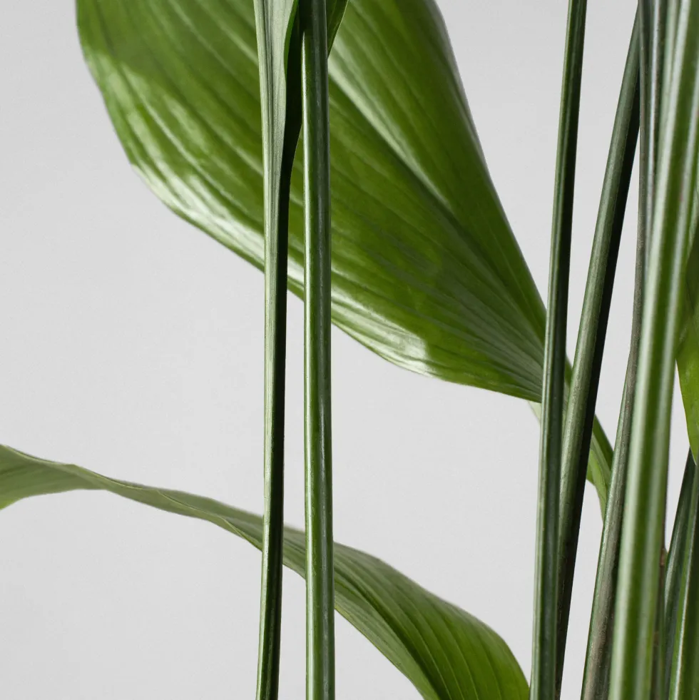 Aspidistra