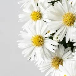 Aster novi-belgii